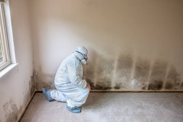 Best Attic Mold Remediation in Jamestown, KY